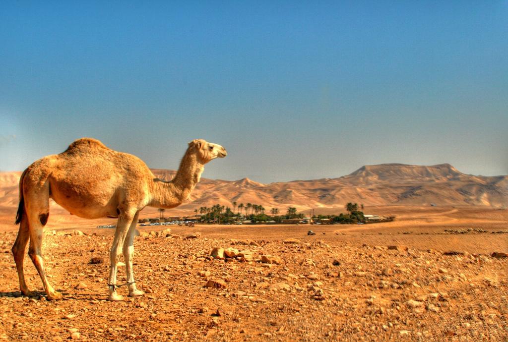 Kfar Hanokdim - Glamping & Camping Arad Exteriér fotografie